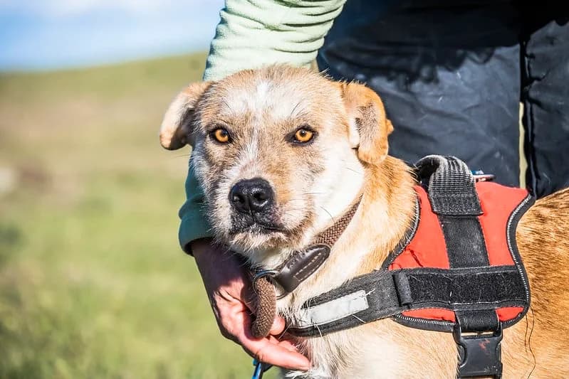 Cunci, female Mixed Breed for adoption at Hundehilfe Marika e.V.