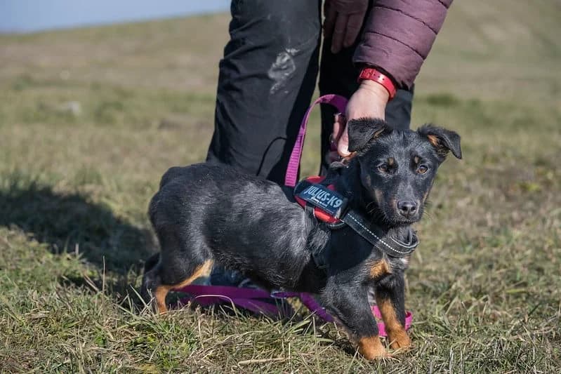 Fagyi, female 3yo Mixed Breed for adoption at Hundehilfe Marika e.V.