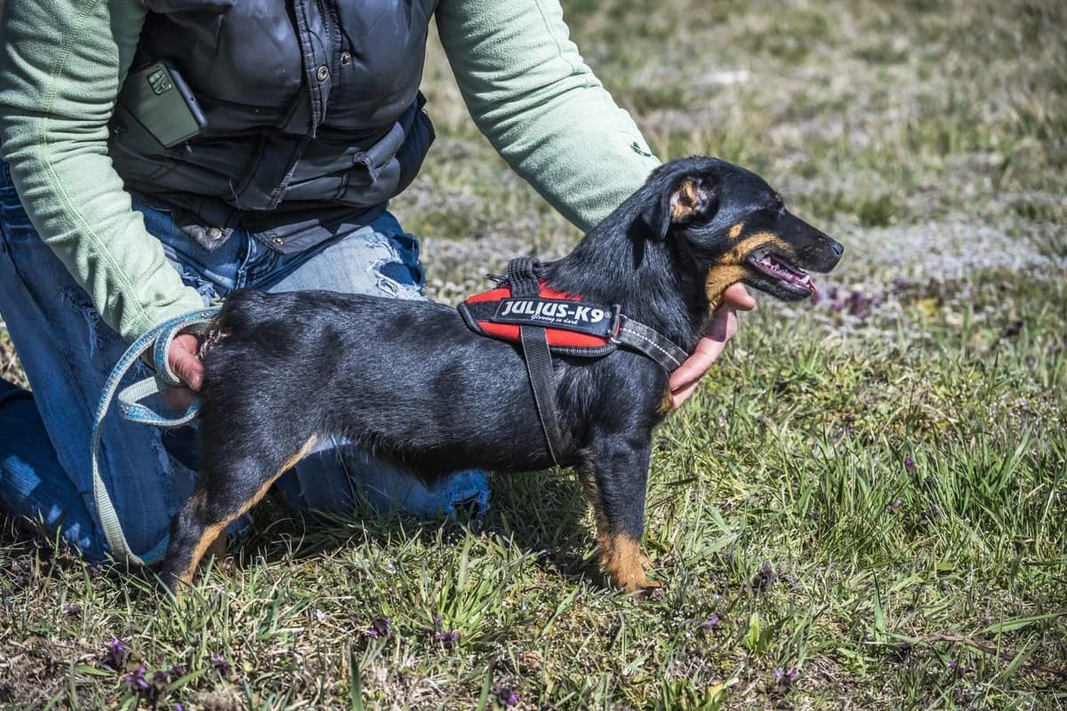Fagyi, female Mixed Breed for adoption at Hundehilfe Marika e.V.