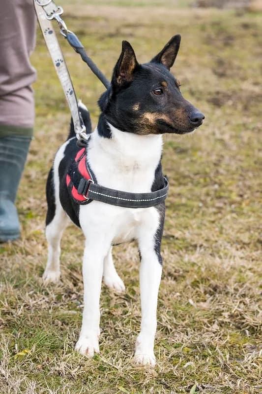 Feco, male 4yo mixed breed for adoption at Hundehilfe Marika e.V.