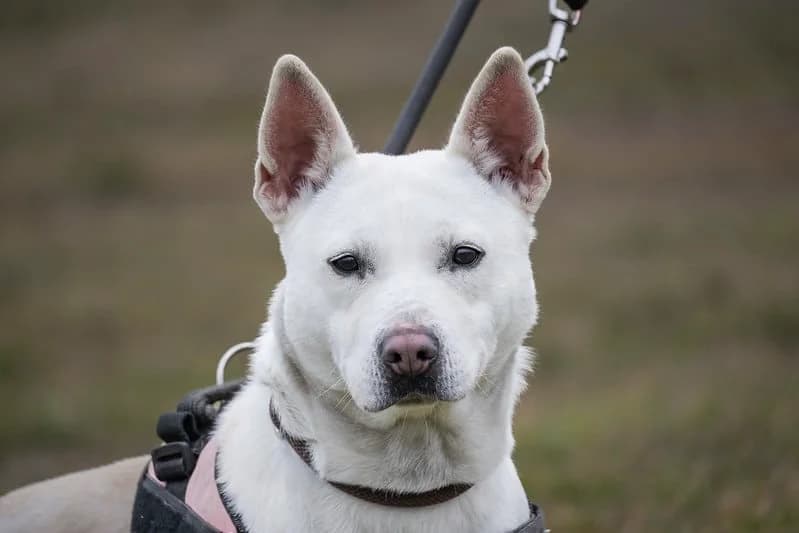 FelhΓΆ, female Mixed Breed for adoption at Hundehilfe Marika e.V.
