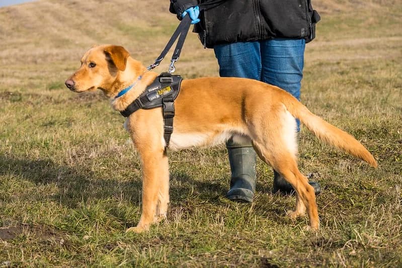 Figo, male 3yo Labrador Retriever for adoption at Hundehilfe Marika e.V.