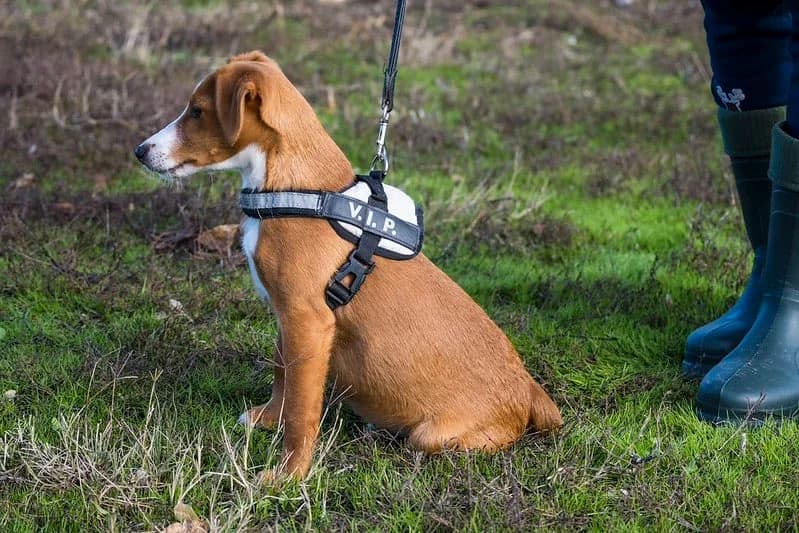 Finch, male young mixed breed for adoption at Hundehilfe Marika e.V.