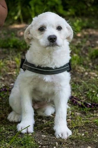 Fiona, female Mixed Breed for adoption at Hundehilfe Marika e.V.