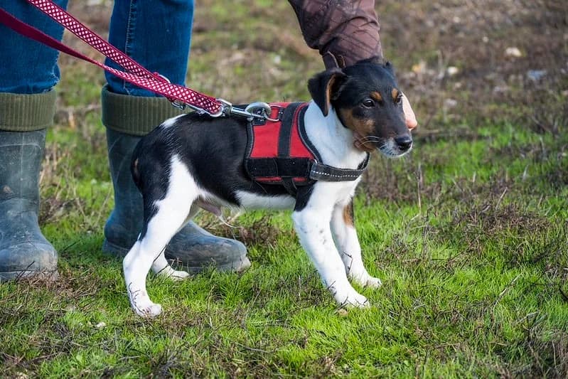 Flipp, male young mixed breed for adoption at Hundehilfe Marika e.V.
