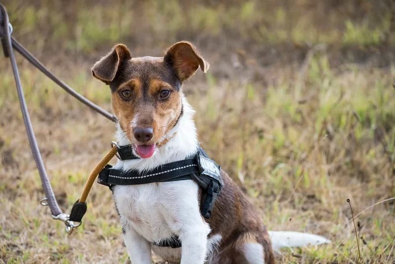 Flo, female young Jack Russell Terrier for adoption at Hundehilfe Marika e.V.