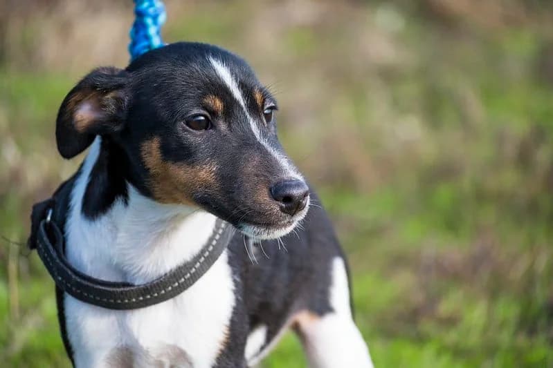 Flopp, male young mixed breed for adoption at Hundehilfe Marika e.V.