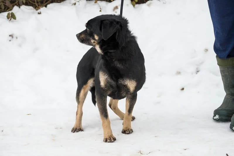 Freddy, male senior Mixed Breed for adoption at Hundehilfe Marika e.V.