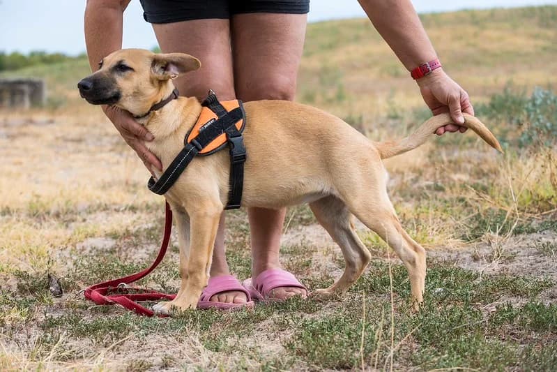 Freya, female young German Shepherd for adoption at Hundehilfe Marika e.V.