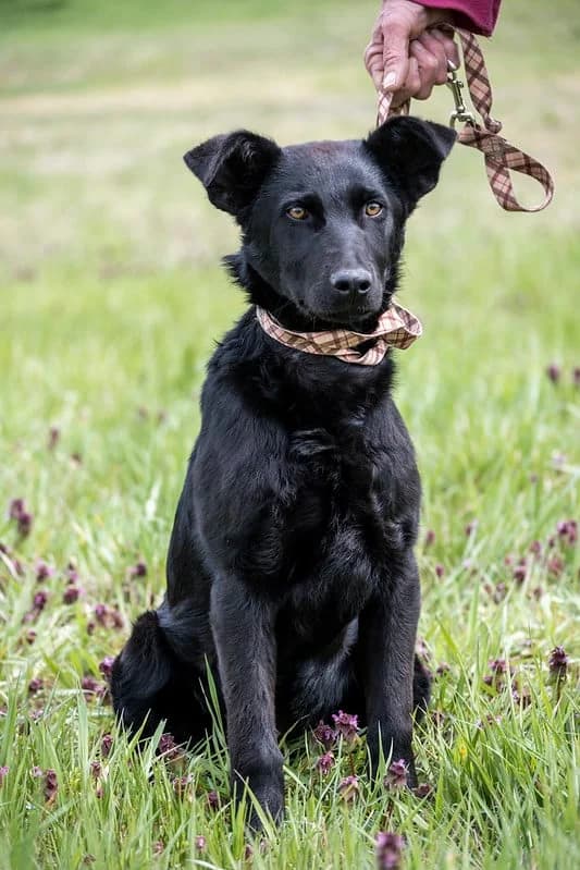 Gina, female 4yo German Shepherd for adoption at Hundehilfe Marika e.V.