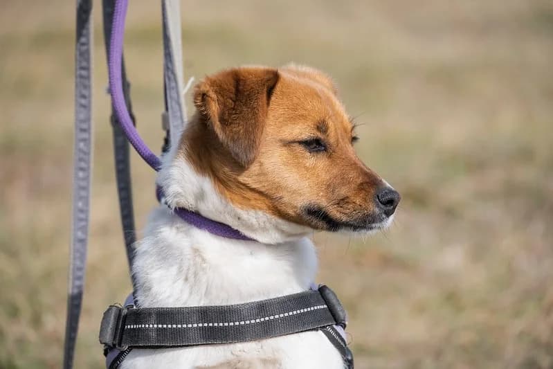 Gofri, female 4yo Mixed Breed for adoption at Hundehilfe Marika e.V.