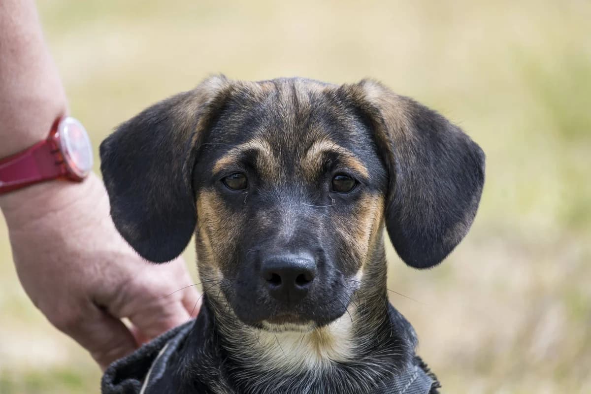 Haribo, male puppy German Shepherd for adoption at Hundehilfe Marika e.V.