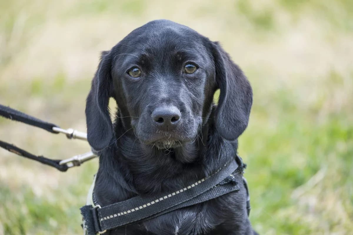 Hubba, male puppy Labrador Retriever for adoption at Hundehilfe Marika e.V.