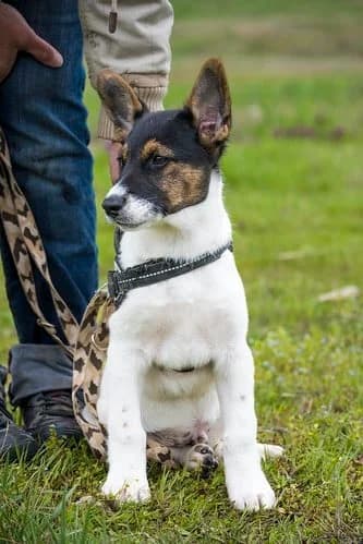 Jácint, male puppy Mixed Breed for adoption at Hundehilfe Marika e.V.