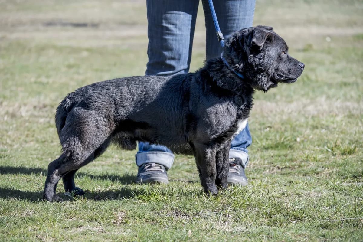Joco, male Mixed Breed for adoption at Hundehilfe Marika e.V.