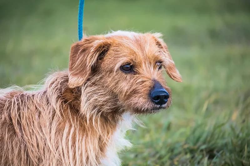 Jule, male Mixed Breed for adoption at Hundehilfe Marika e.V.