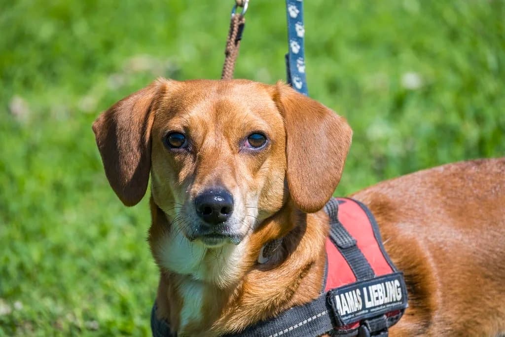 Karesz, male Dachshund for adoption at Hundehilfe Marika e.V.