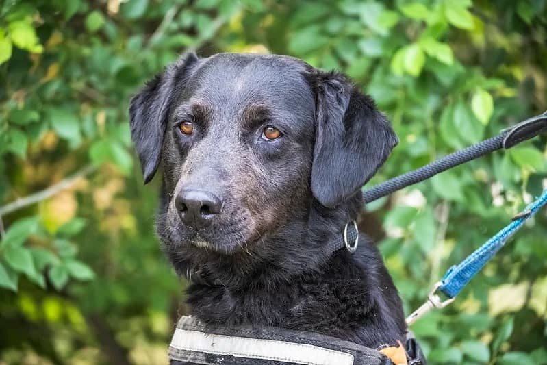 Larry, male Labrador Retriever for adoption at Hundehilfe Marika e.V.