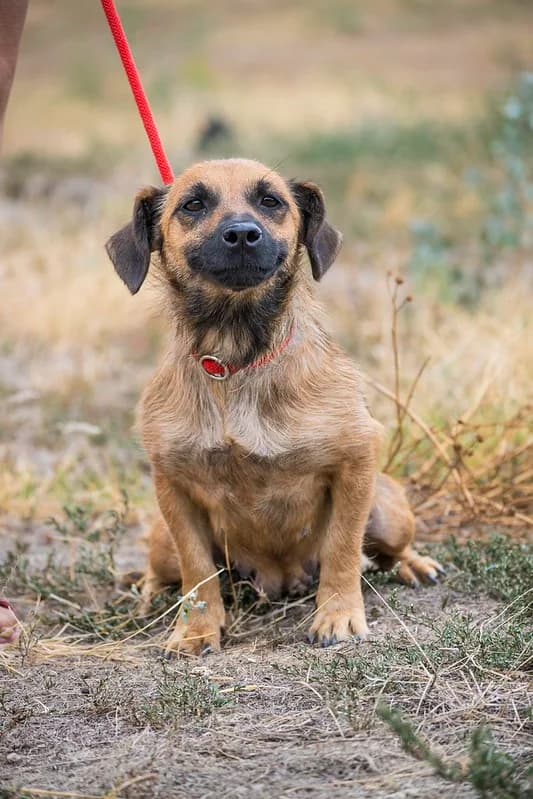 Lencsi, female young Dachshund for adoption at Hundehilfe Marika e.V.