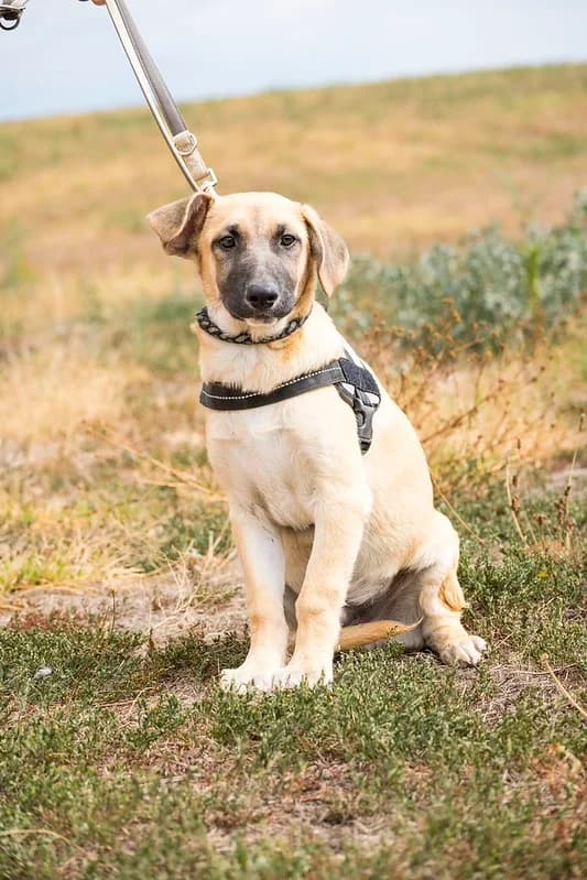 Logan, male puppy German Shepherd for adoption at Hundehilfe Marika e.V.