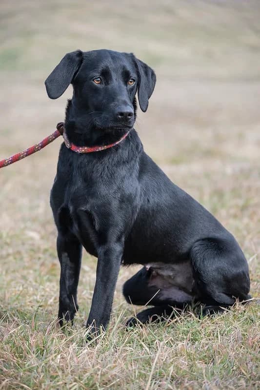 Ludmilla, female 4yo Labrador Retriever for adoption at Hundehilfe Marika e.V.
