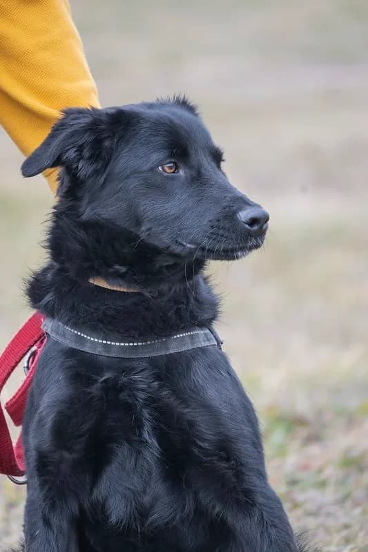 Lui, male 4yo Labrador Retriever for adoption at Hundehilfe Marika e.V.