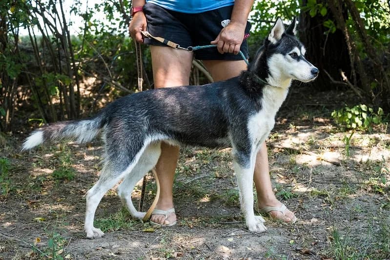 Masni, female 3yo Husky for adoption at Hundehilfe Marika e.V.