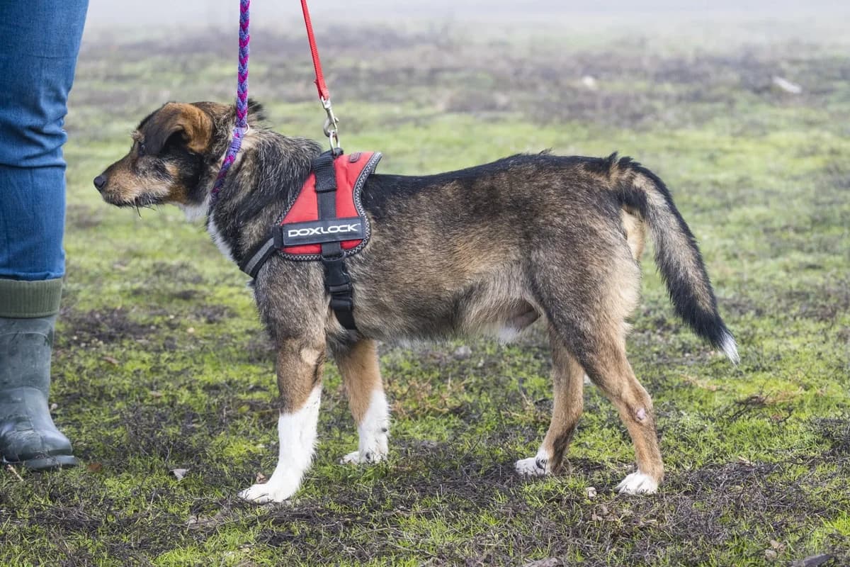 Mazsola, male senior Mixed Breed for adoption at Hundehilfe Marika e.V.