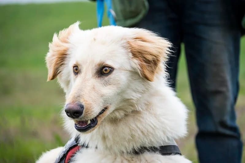 Milton, male Mixed Breed for adoption at Hundehilfe Marika e.V.