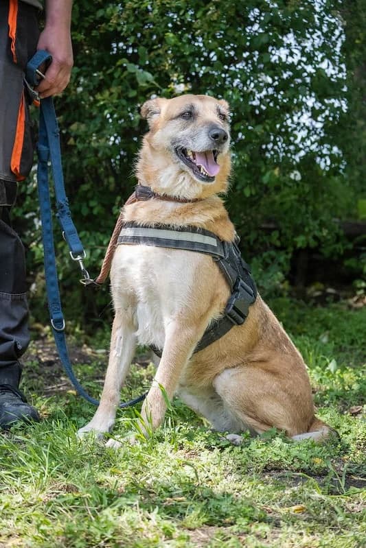 Minnie, female Labrador Retriever for adoption at Hundehilfe Marika e.V.