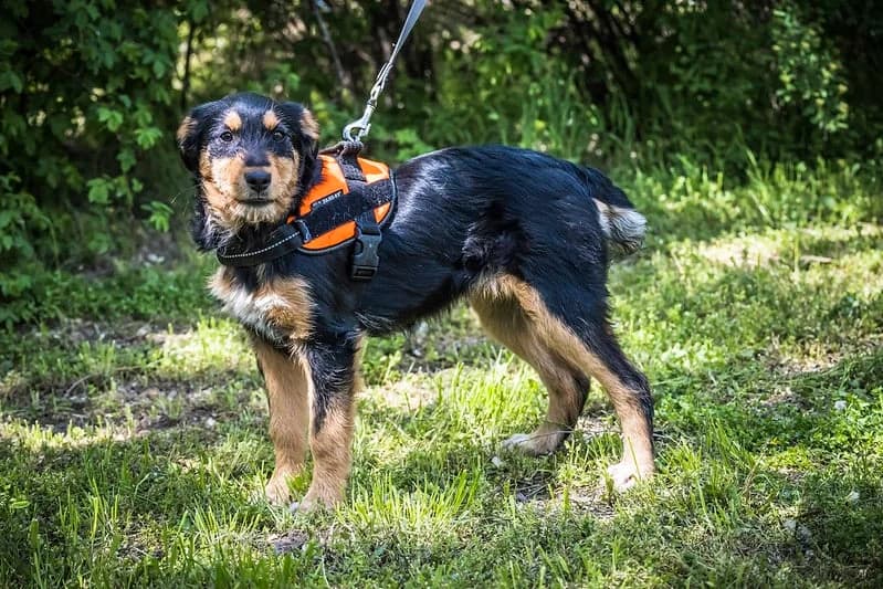 Miranda, female 4yo Mixed Breed for adoption at Hundehilfe Marika e.V.