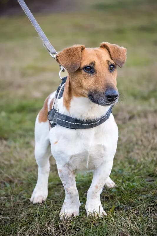 Müzli, male 5yo mixed breed for adoption at Hundehilfe Marika e.V.