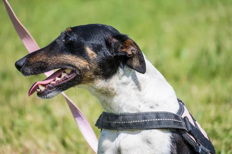 Nasi, female 5yo mixed breed for adoption at Hundehilfe Marika e.V.