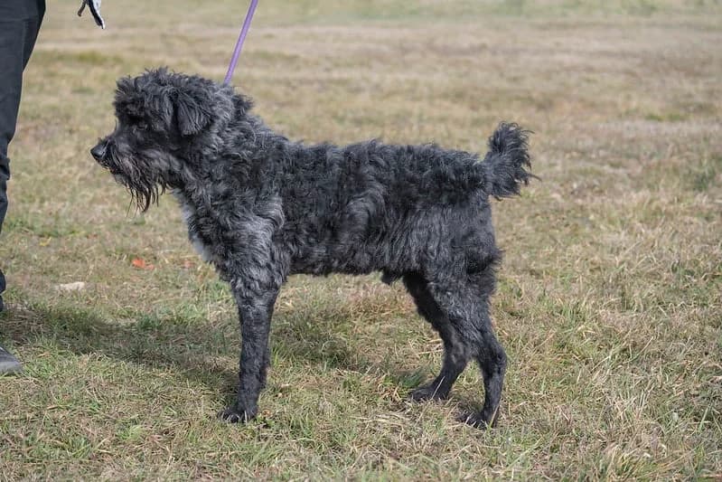 Pamacs, male Mixed Breed for adoption at Hundehilfe Marika e.V.