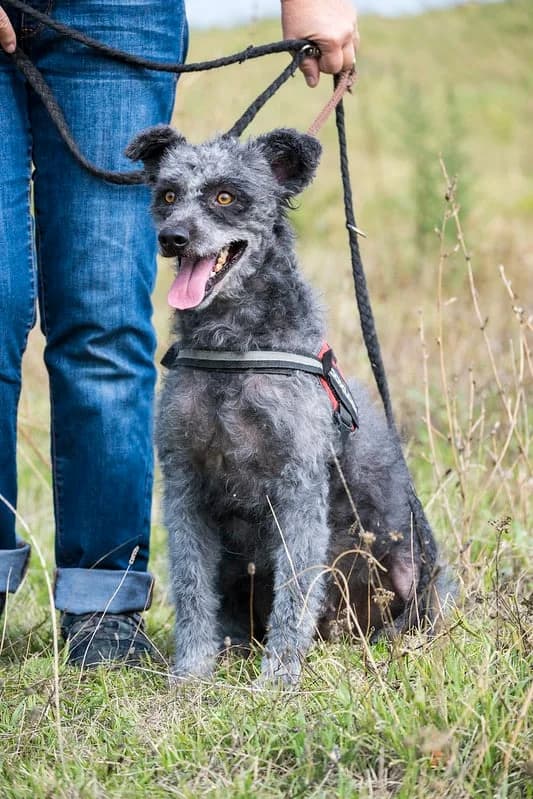Pamacs, female Mixed Breed for adoption at Hundehilfe Marika e.V.