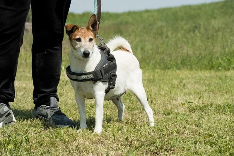 Pici, female senior mixed breed for adoption at Hundehilfe Marika e.V.
