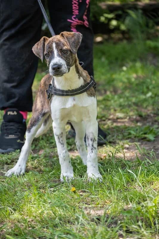 Piszi, female 3yo mixed breed for adoption at Hundehilfe Marika e.V.