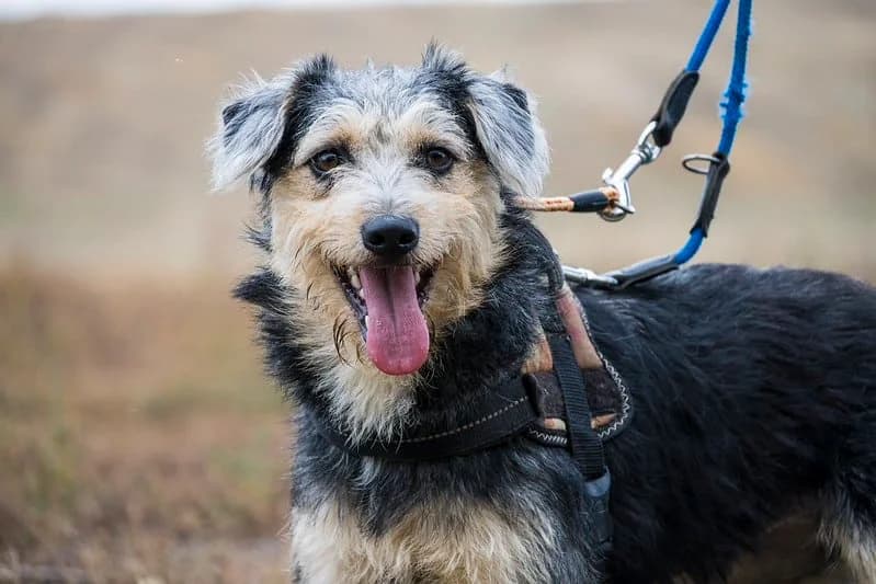 Pitypang, female young Mixed Breed for adoption at Hundehilfe Marika e.V.