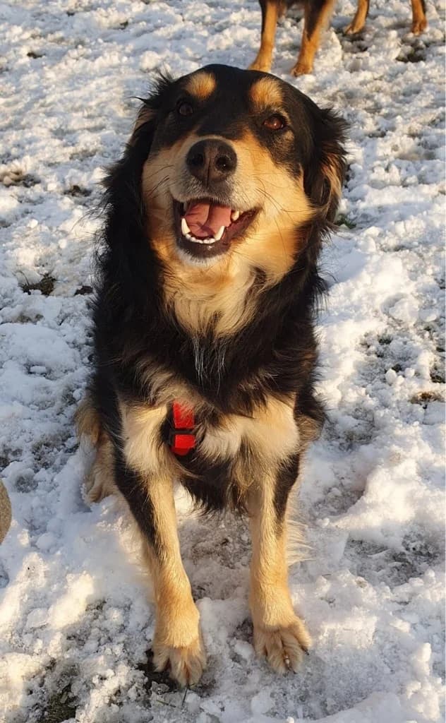 Pocahontas, female Mixed Breed for adoption at Hundehilfe Marika e.V.