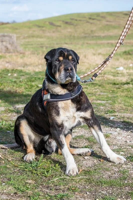 Retro, Hundesenior mit Knautschzone, male Shar Pei for adoption at Hundehilfe Marika e.V.
