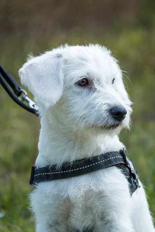 Sari, female young Mixed Breed for adoption at Hundehilfe Marika e.V.