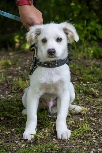 Szöke, male Mixed Breed for adoption at Hundehilfe Marika e.V.