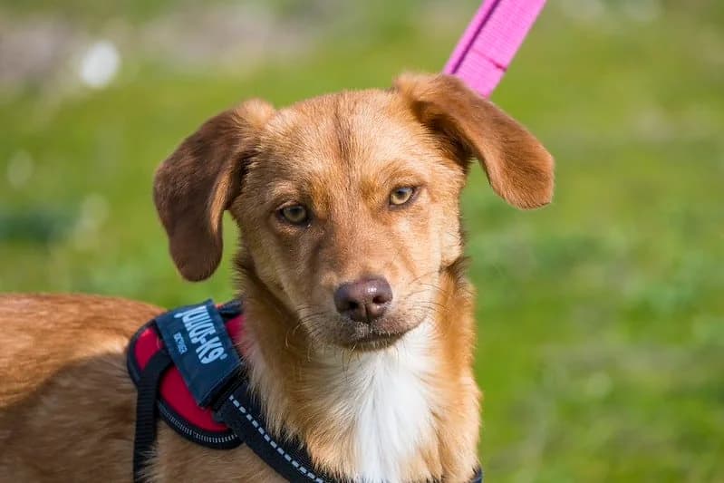 Tefal, female Mixed Breed for adoption at Hundehilfe Marika e.V.