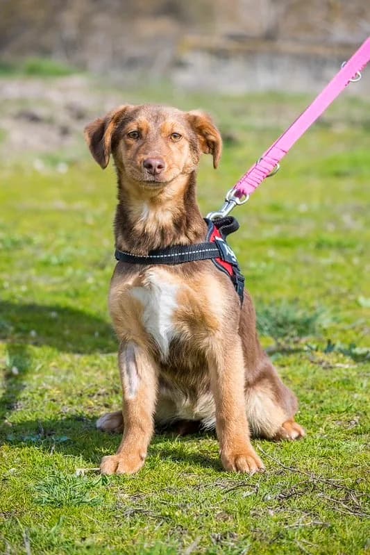 Temu, female Mixed Breed for adoption at Hundehilfe Marika e.V.