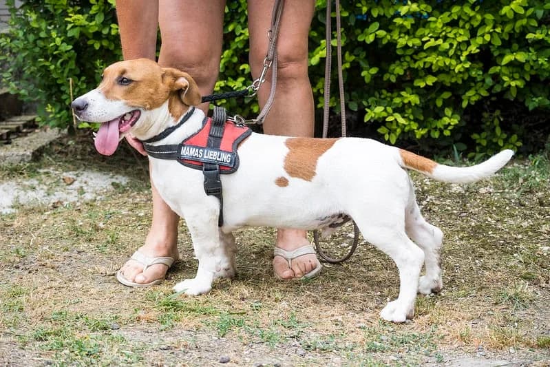 Todi, male young Mixed Breed for adoption at Hundehilfe Marika e.V.