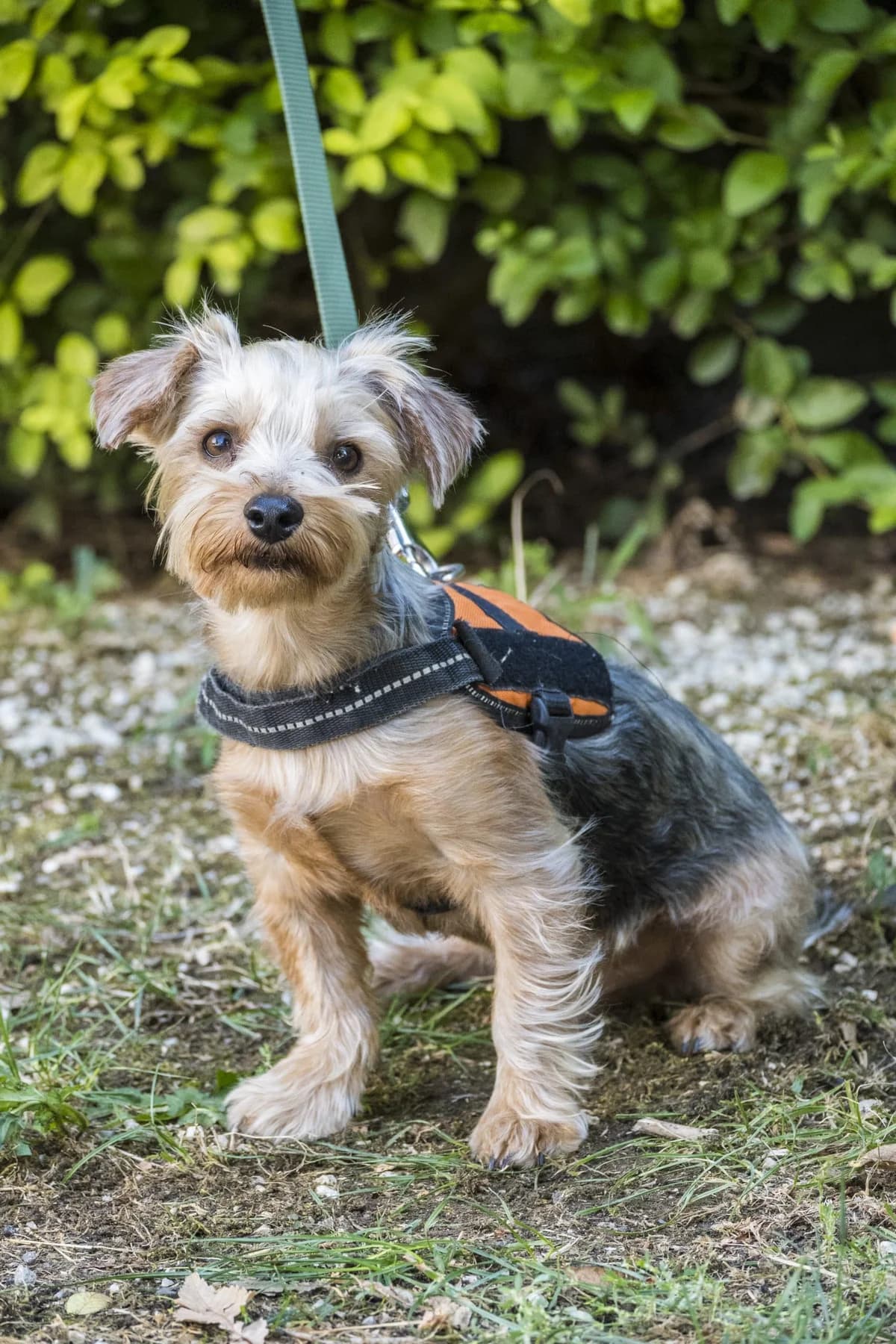 Töpi, male Yorkshire Terrier for adoption at Hundehilfe Marika e.V.