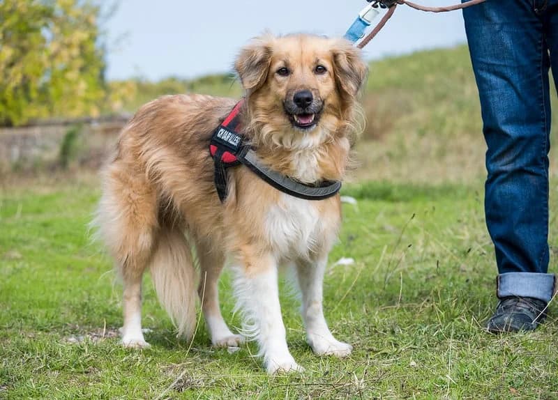 Toffy, female Mixed Breed for adoption at Hundehilfe Marika e.V.