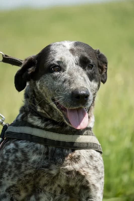 Vanda, female 4yo Mixed Breed for adoption at Hundehilfe Marika e.V.