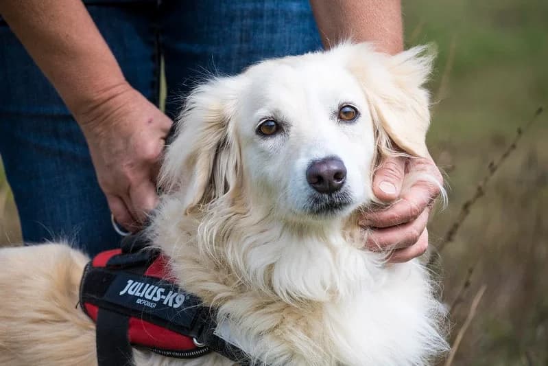 Vanilia, female 6yo Mixed Breed for adoption at Hundehilfe Marika e.V.