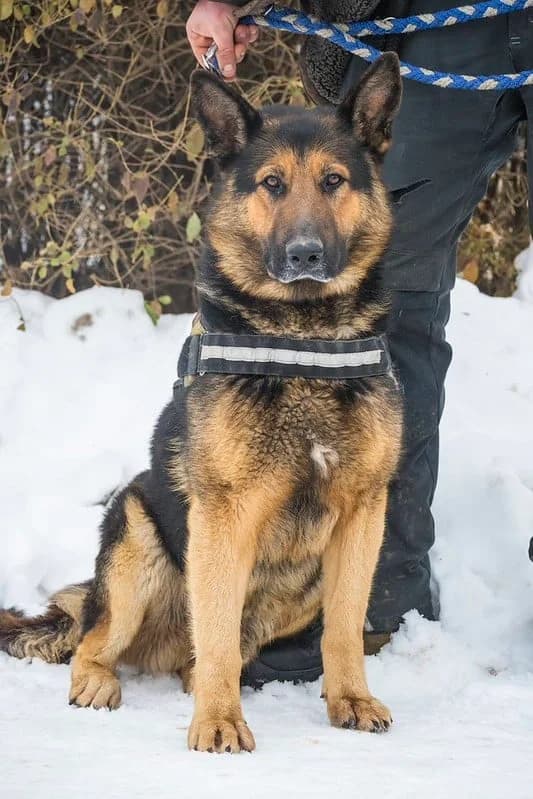 Viking, male 5yo German Shepherd for adoption at Hundehilfe Marika e.V.